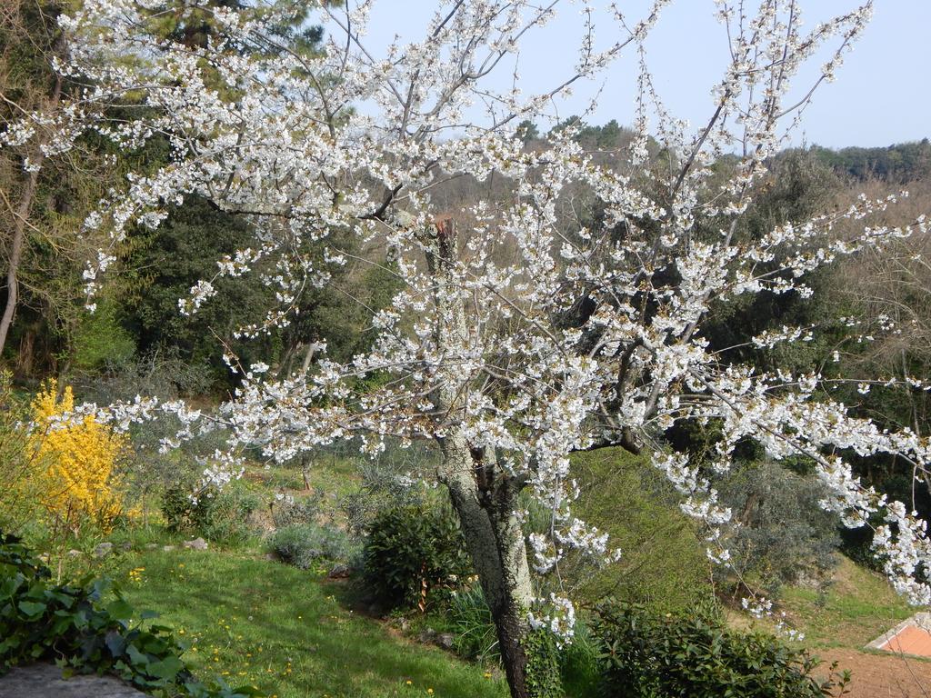 I Lecci Bed & Breakfast Lerici Luaran gambar